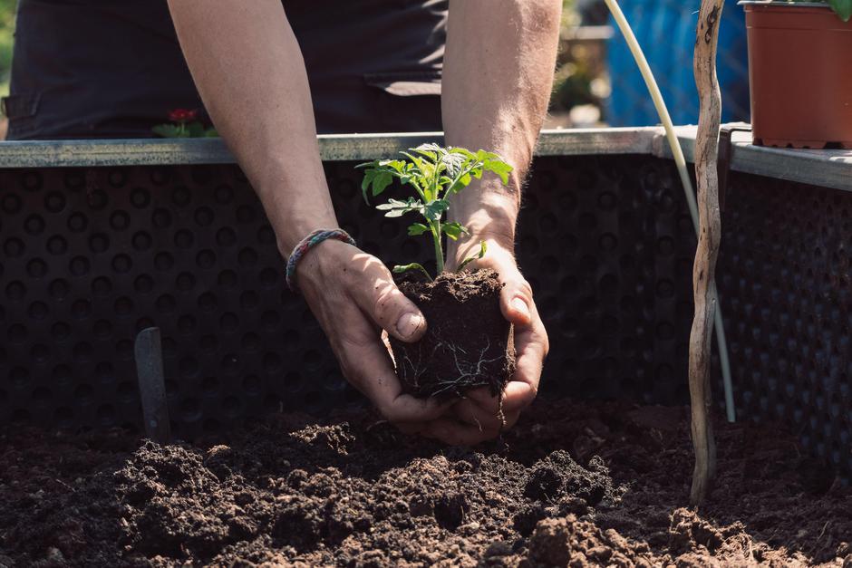 visoka greda paradižnik | Avtor: Profimedia