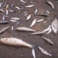 V potoku Lendava je poginilo 1000 kilogramov rib.