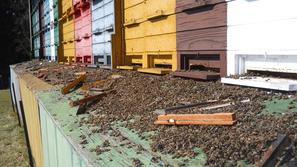 Prejšnji mesec so v Oplotnici poginili štirje milijoni čebel. Policija je ugotov