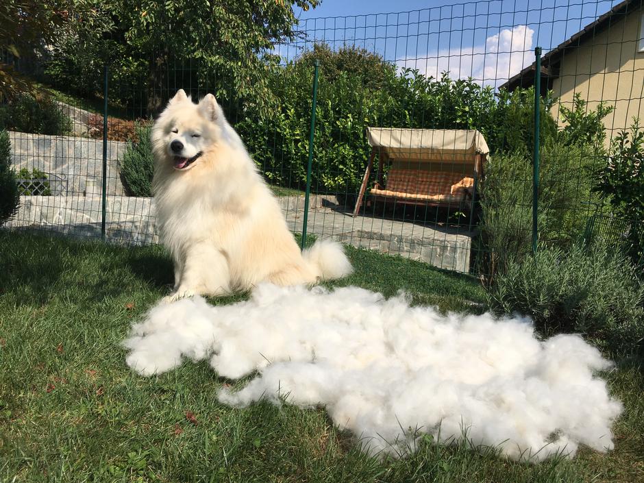 Samojed | Avtor: Matejka Celarc Perčič