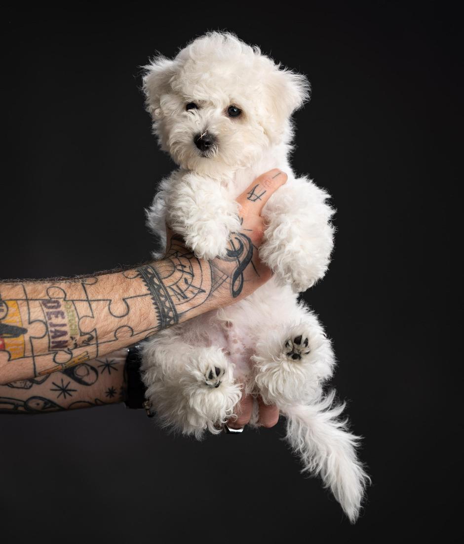 pes, henri | Avtor: Rok Deželak