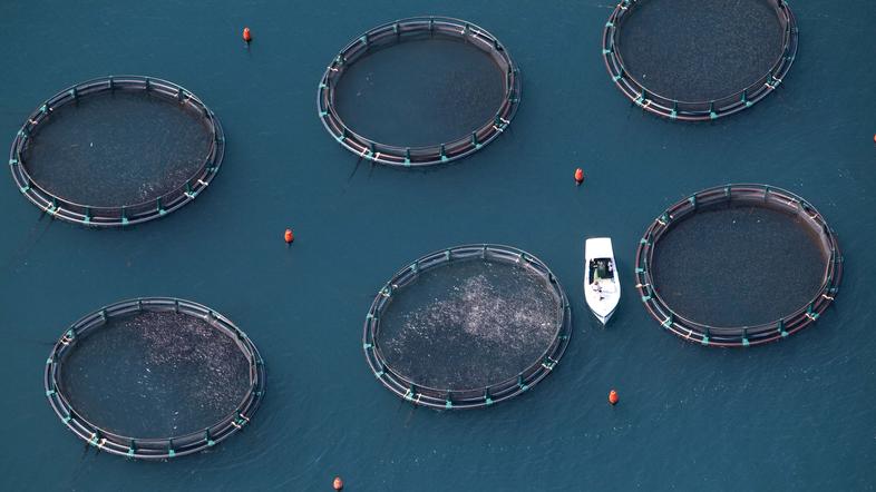 Jaka Jeraša: Fish Farm Fonda