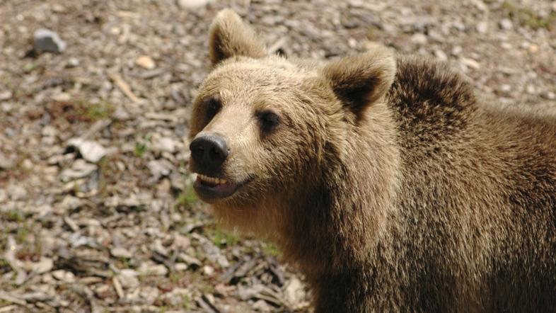 ljubljana29.01.08...medved...zivalski vrt...ljubljana...foto: anze petkovsek...