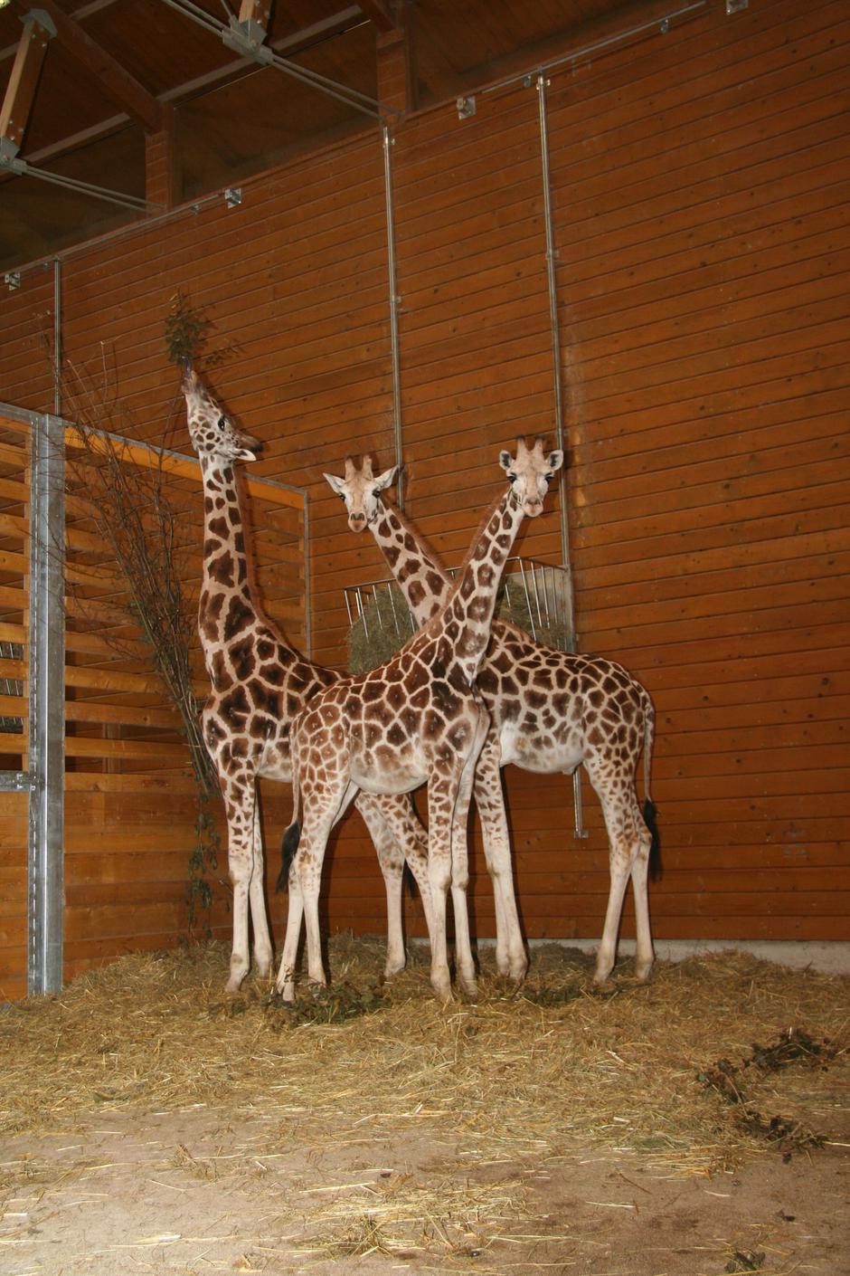 Žirafe | Avtor: ZOO Ljubljana