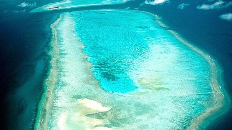 Veliki koralni greben čaka na novega uslužbenca. Bo med enajstimi finalisti tudi