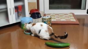Mačka in kumara