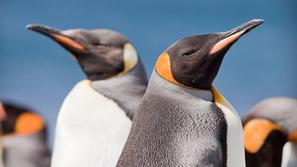 Pingvini, Macquarie Island, Avstralija.