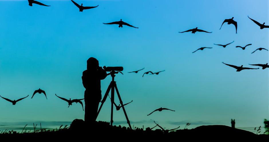 ptice selivke | Avtor: Shutterstock