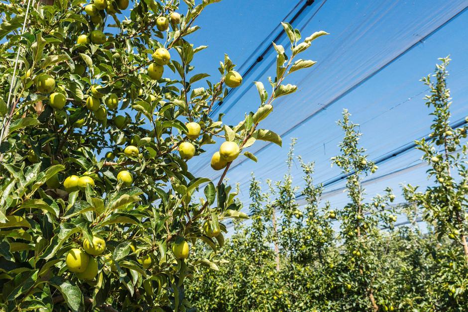 Zaščitna mreža proti toči | Avtor: Profimedia