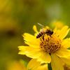 V zadnjem letu dni je izginila tretjina vseh čebel.
