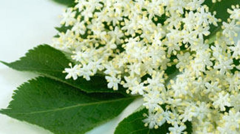 Izkoristite darove narave.