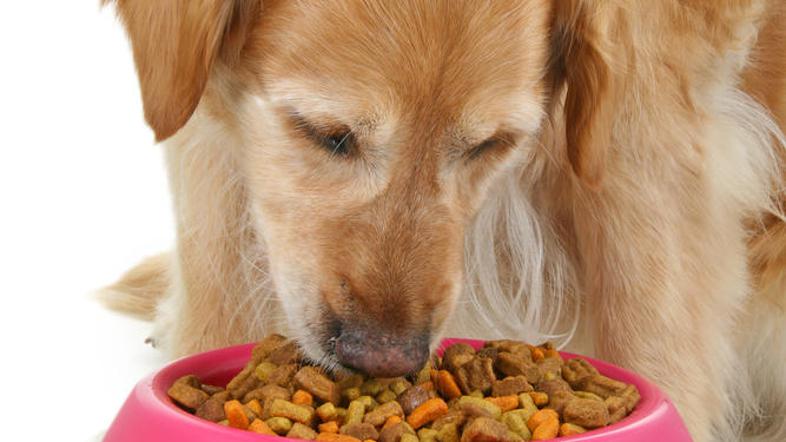 Briketi so preteklost, psi si lahko privoščijo prave specialitete. (Foto: Shutte