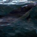 Delfin
