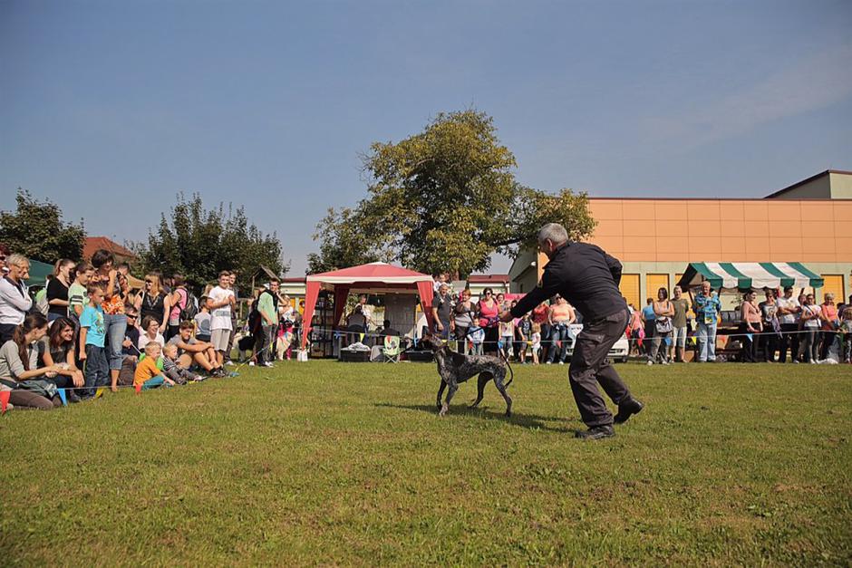 1. sejem za ljubitelje živali | Avtor: Saša Despot