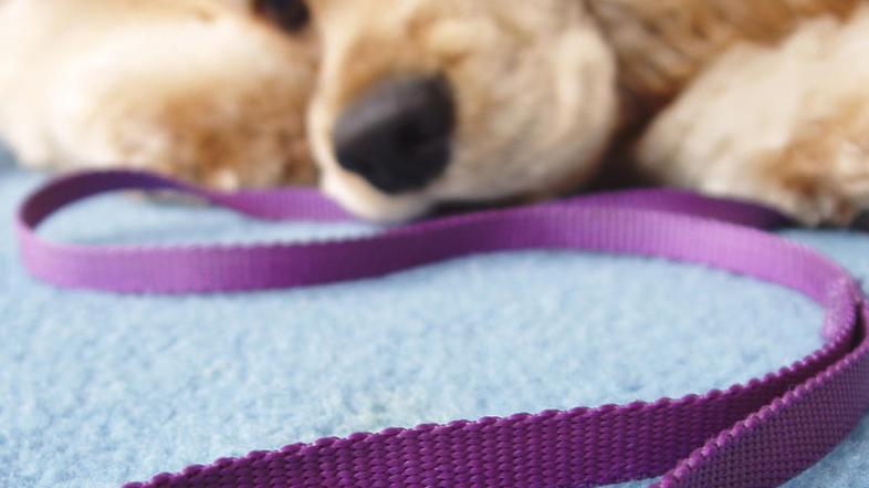 (Foto: Shutterstock)