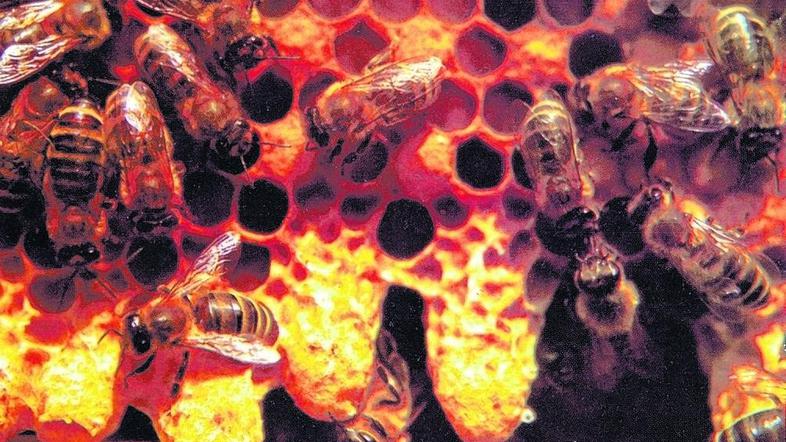 Sodelovanje kmeta in čebelarja je eden od pomembnejših dejavnikov za rezultate č