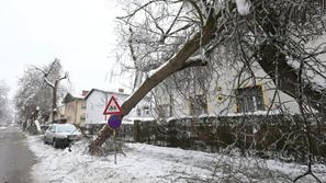 Podrto drevo Maribor