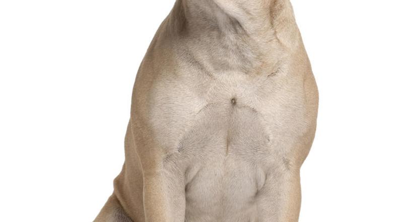 Po neuradnih podatkih so izsledki obdukcije, ki jo je opravil veterinarski inšti