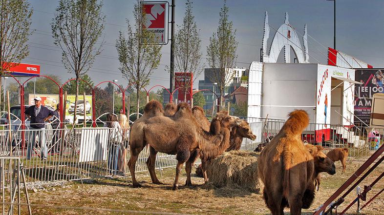 Cirkus v Ljubljani.