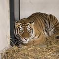 Prihod sibirskih tigrov v ZOO
