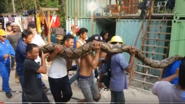 Najdaljša kača na svetu