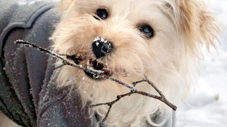 Najnovejša študija je pokazala, da priljubljeni domači ljubljenček pes proizvede