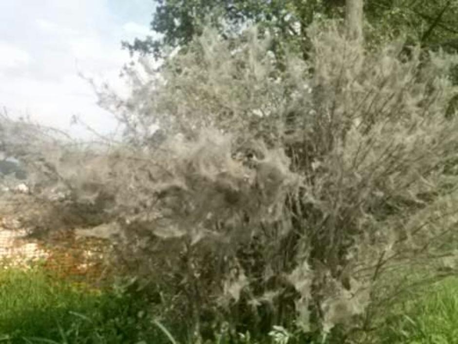 Drevesa prej 1 | Avtor: bralka