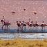 Flamingi, Laguna Colorada, Bolivija.