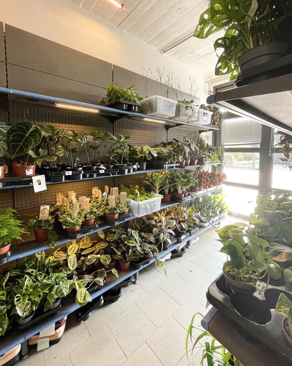 Džungla Plants | Avtor: Džungla Plants