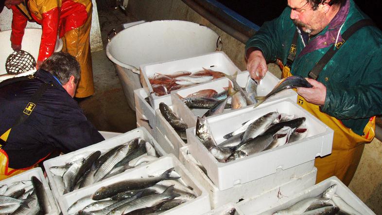 Decembra slovenski ribiči niso imeli sreče pri tradicionalnem izlovu cipljev. (F