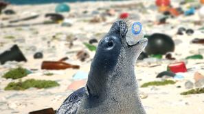 onesnaženje, voda, živali, plastika