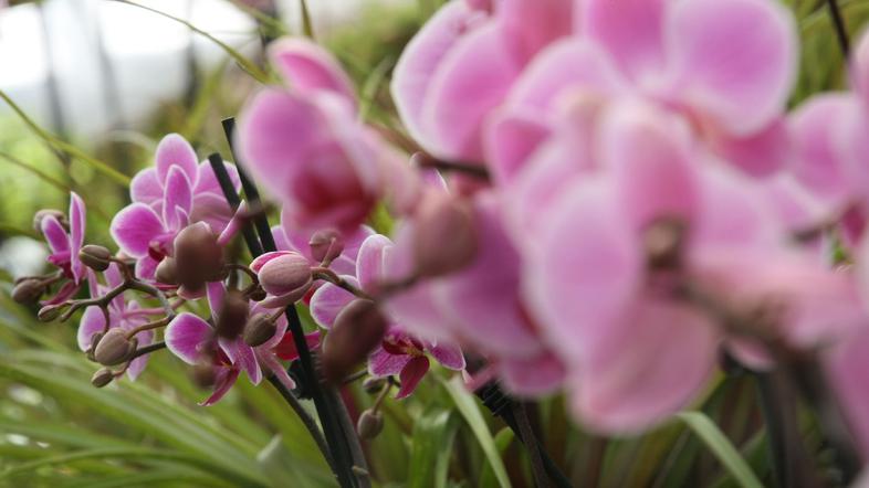Razstava bo v času trajanja odprta med 10:00 in 18:00 uro. (Slika je simbolna)