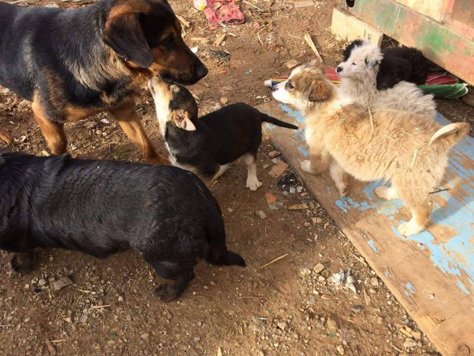 Bindi | Avtor: N. V.