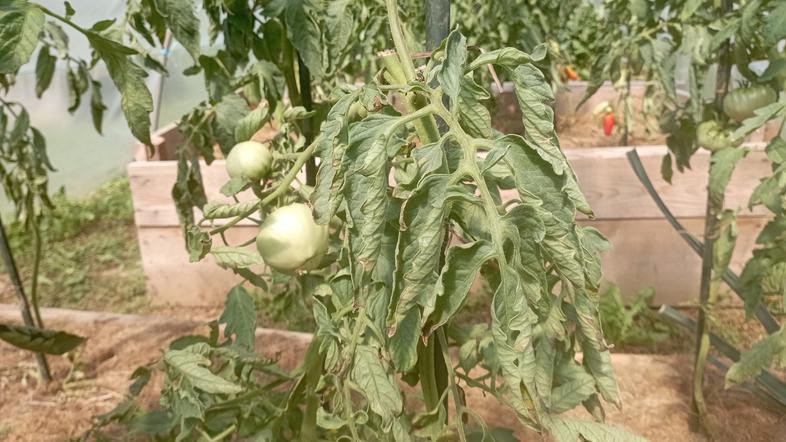 Paradižnik zvijanje listov