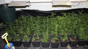 Policisti odkrili laboratorij za gojenje konoplje