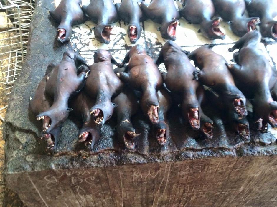 Psi, hrana | Avtor: Profimedias