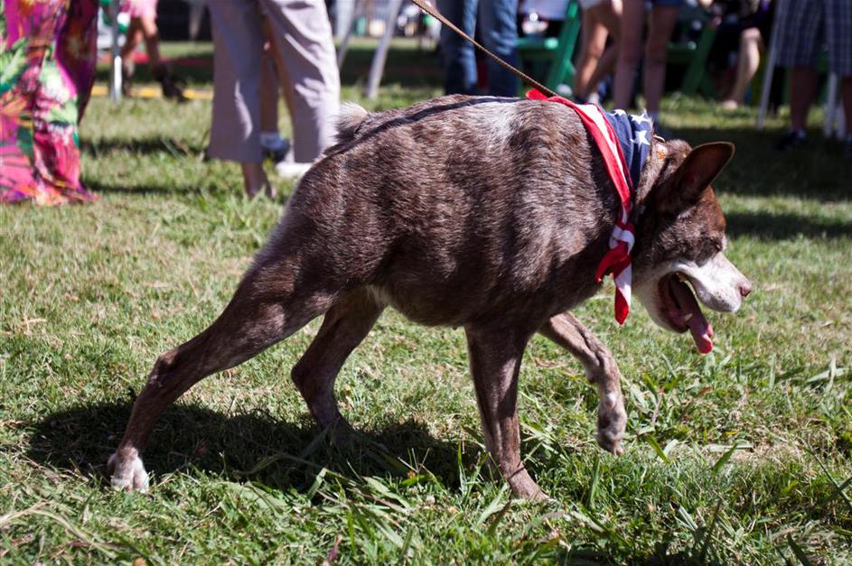 Najgrši pes je Quasi Modo