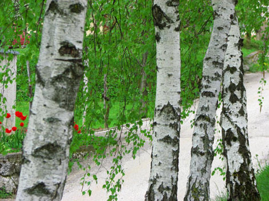 Bele breze so zaščitni znak Bele krajine.