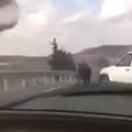 Pobesneli bik na španski avtocesti