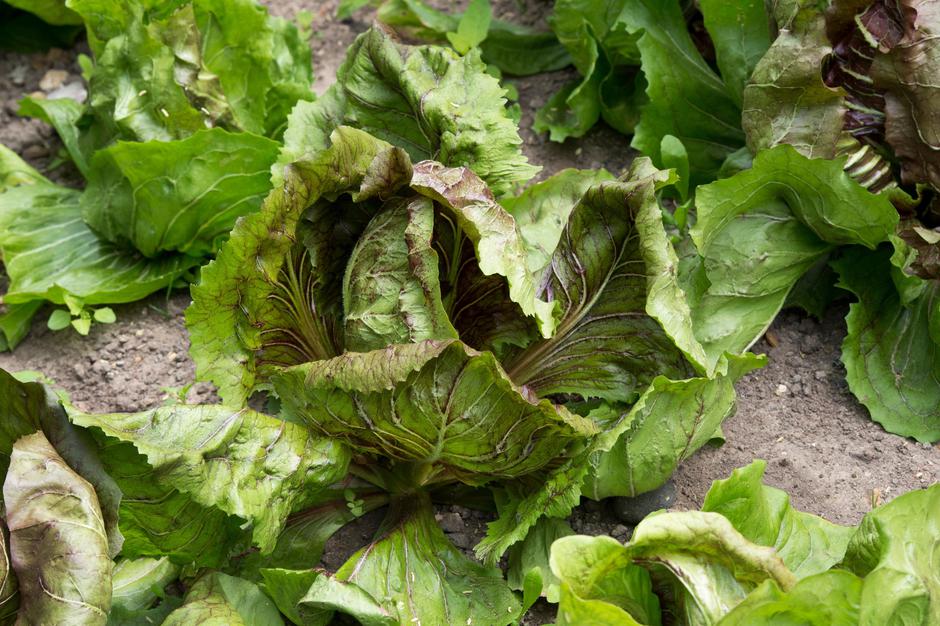 radič | Avtor: Profimedia