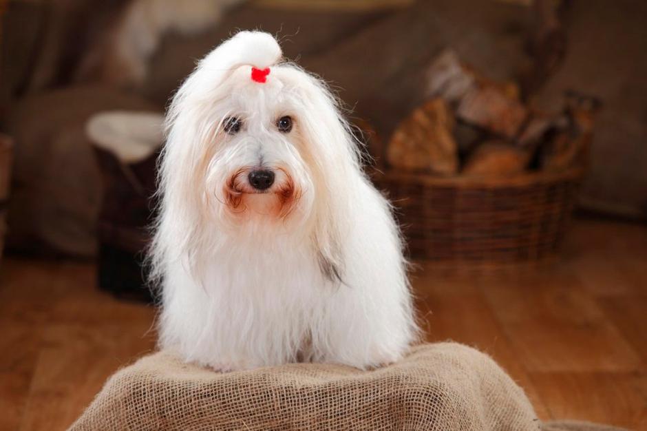 Coton de Tulear  | Avtor: Profimedias