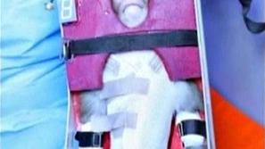 opica iran vesolje izstrelitev