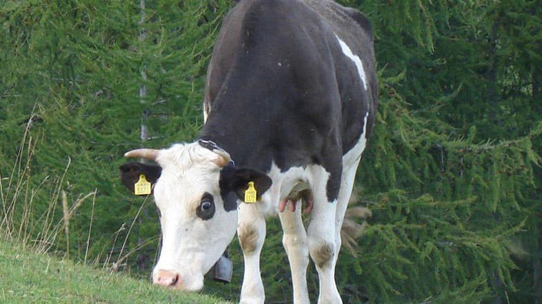 Na Krvavcu se vsako leto pase okoli 400 glav živine. (Foto: Polona Pegan)