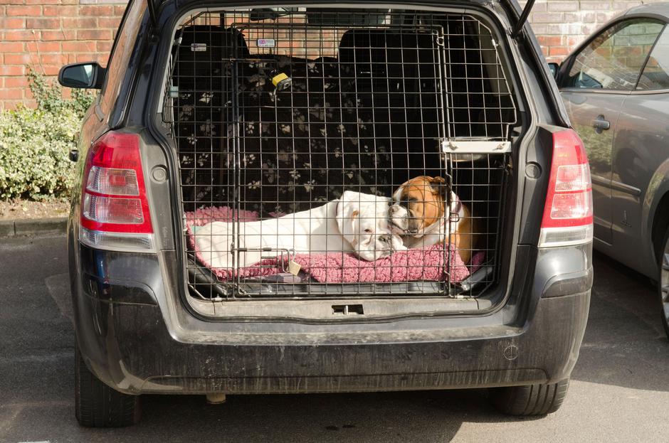 boks za pse | Avtor: Profimedia