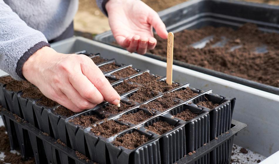 Razvijali so ga več kot 10 let: Razkrili, kaj zmore ta fižol
