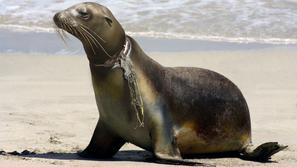 mikroplastika, onesnaževanje, okolje, voda, živali