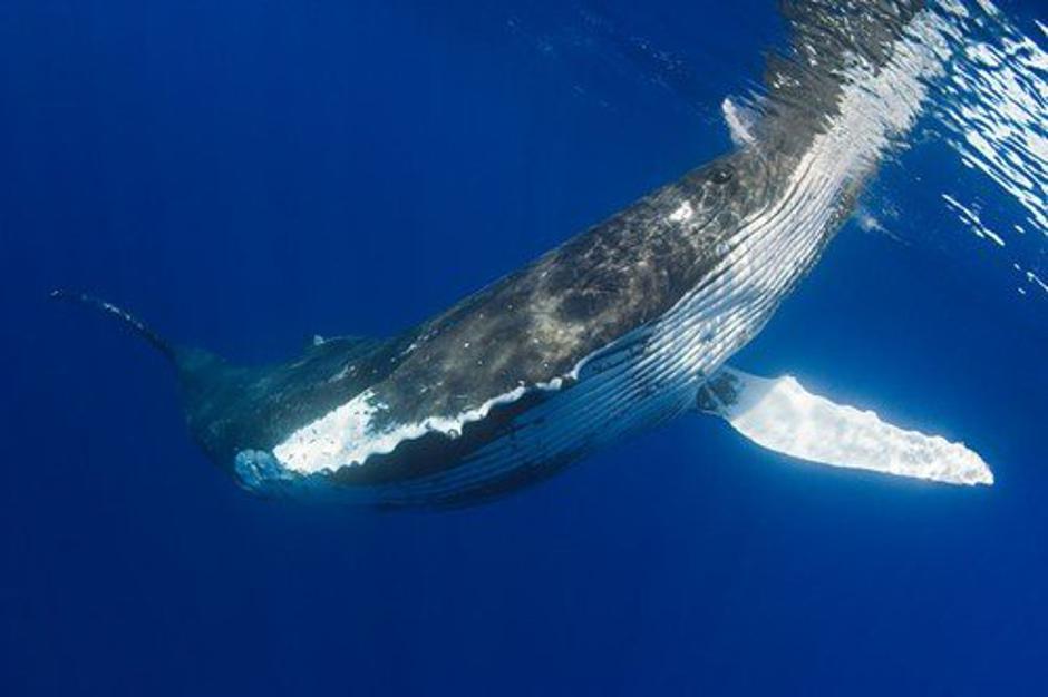 Vosati kiti - Mysticeti | Avtor: Profimedia