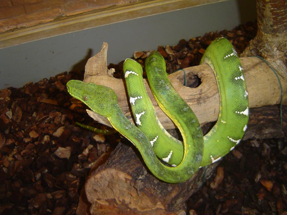 Akvarij-terarij Maribor | Avtor: Branko Kolar