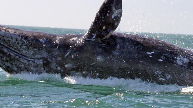 Sivega orjaka so zagledali ob obali Herzliya Marina v Izraelu. Skupine raziskova