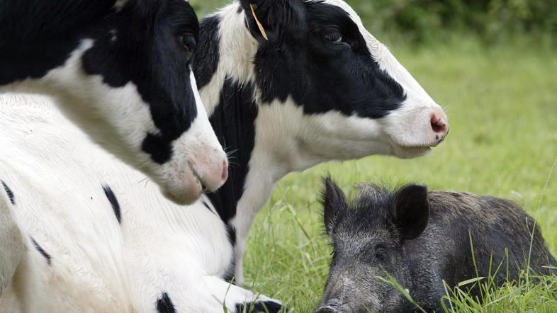 Laboratorijska analiza je pokazala še tri pozitivne vzorce.